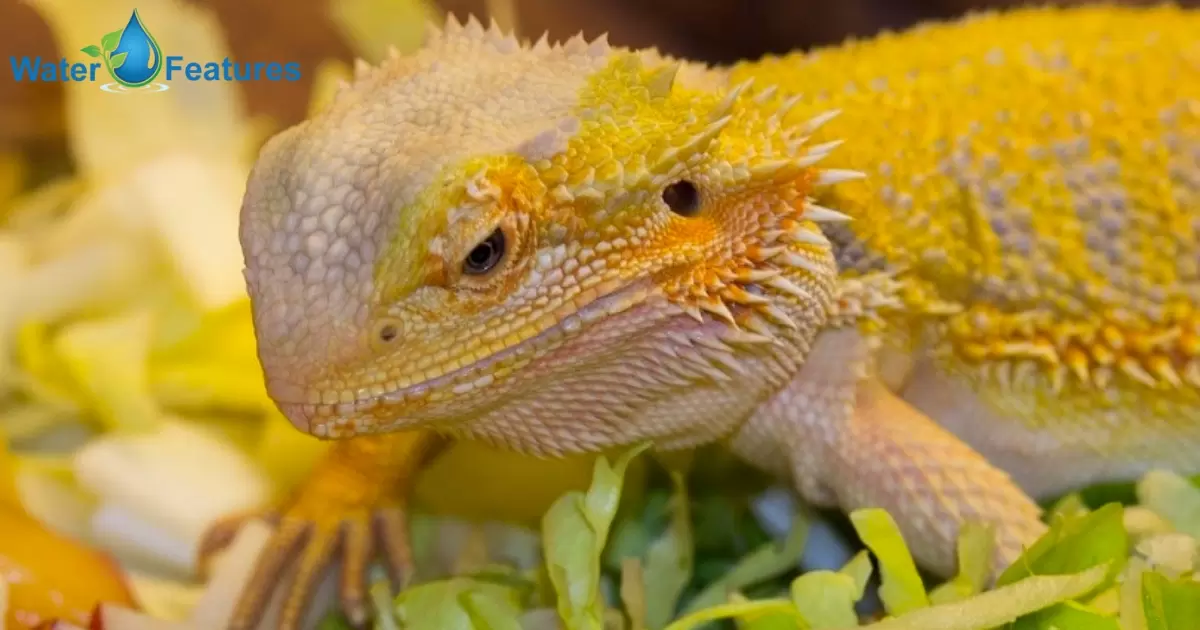 Can Bearded Dragons Drink Tap Water?