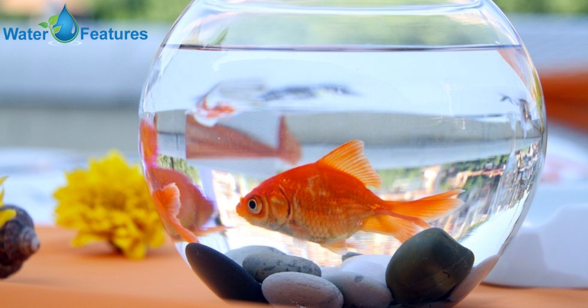 can goldfish live in tap water
