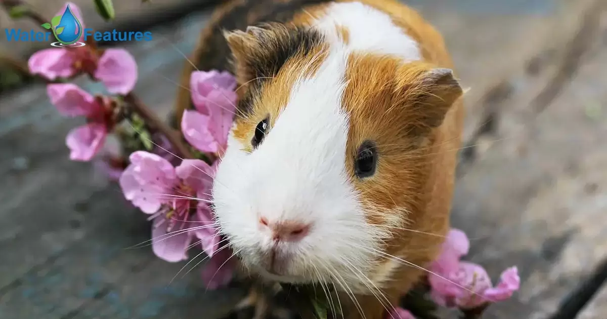 Can Guinea Pigs Drink Tap Water?
