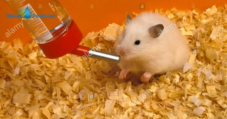 Can Hamsters Drink Tap Water?