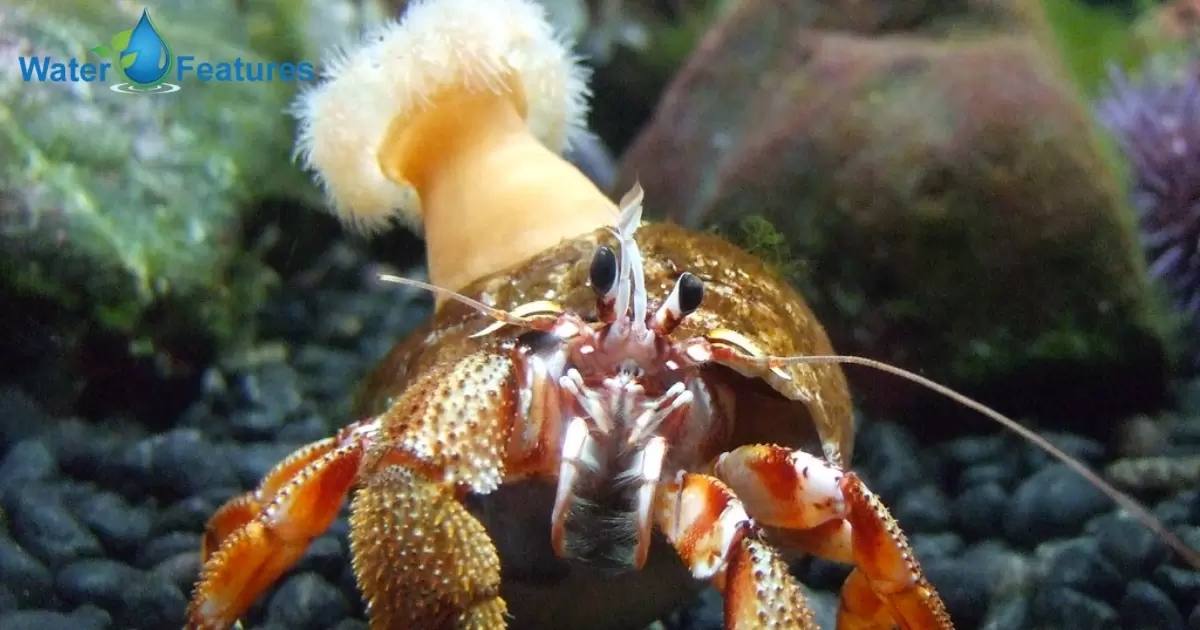 Can Hermit Crabs Drink Tap Water?