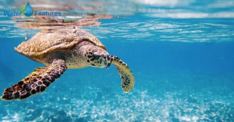 Can Turtles Live In Tap Water?