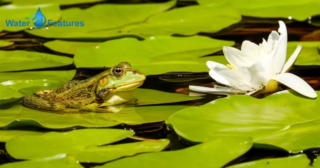 Will Tap Water Kill Frogs?